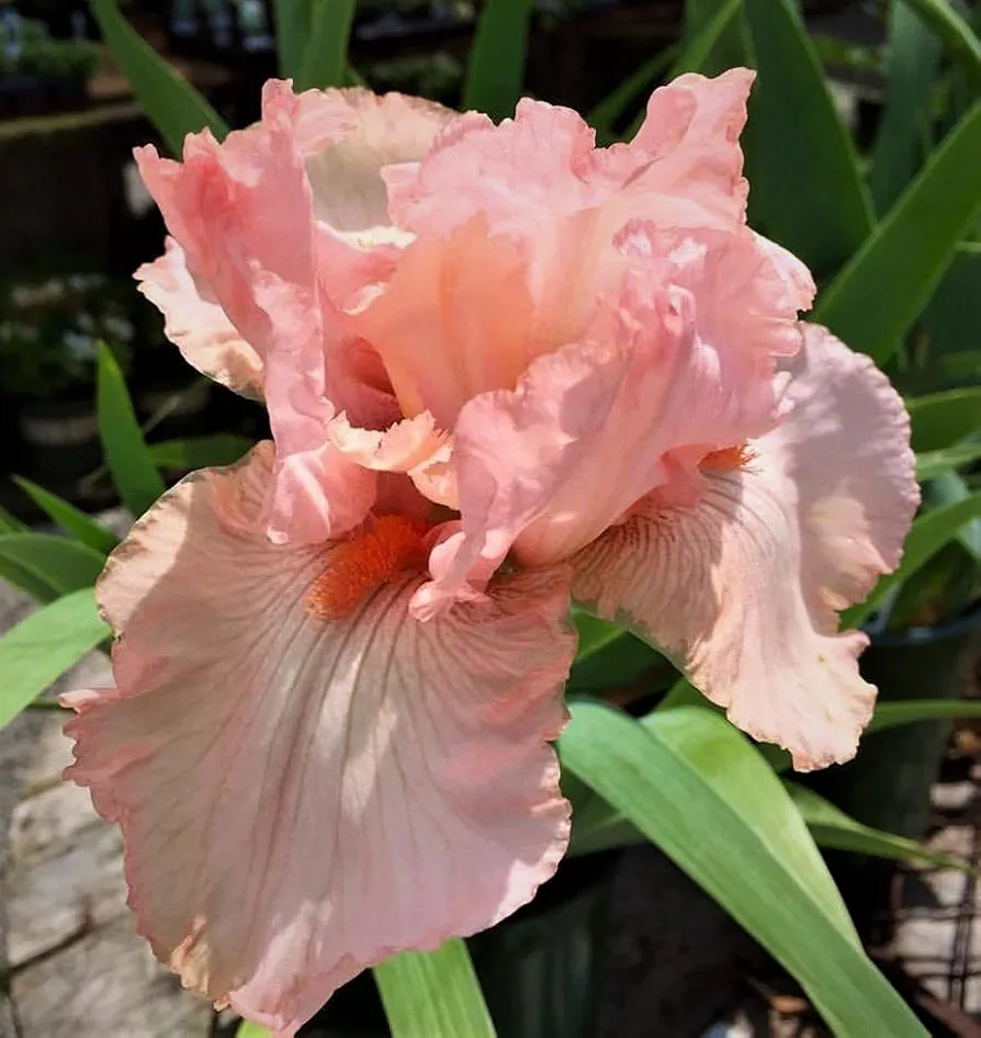 Lotus Land Bearded Iris Flower Bulb - Attracts Butterflies and Hummingbirds - Deer Resistant - Good as Cut Flowers - Naturalizing - Perennializing