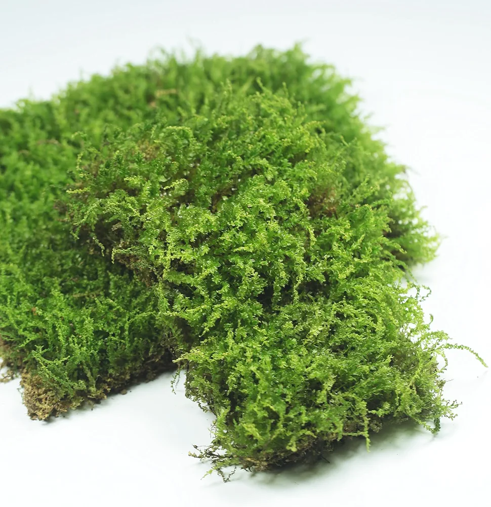 Live Moss for Terrarium Fern Moss Bonsai Moss Live Sheet Moss Reptiles Moss Sheet Moss Pincushion Moss for Indoor planters 50 Square inches of Three Different Types of Live Moss Delivered