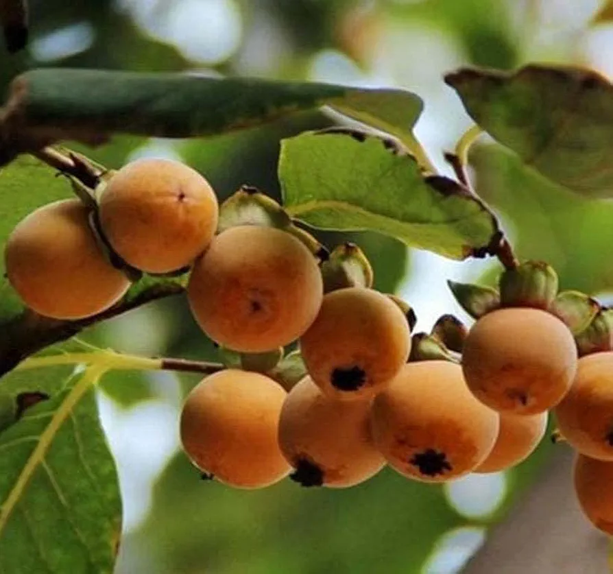 Diospyros Lotus (Date Plum Persimmon, Caucasian Persimmon) Fruit Tree Seeds, Soft, Jelly-Like Texture with a Sweet, Honey-Like Flavor, Seeds by MySeeds.Co, You Choose The Amount (Trial Size)