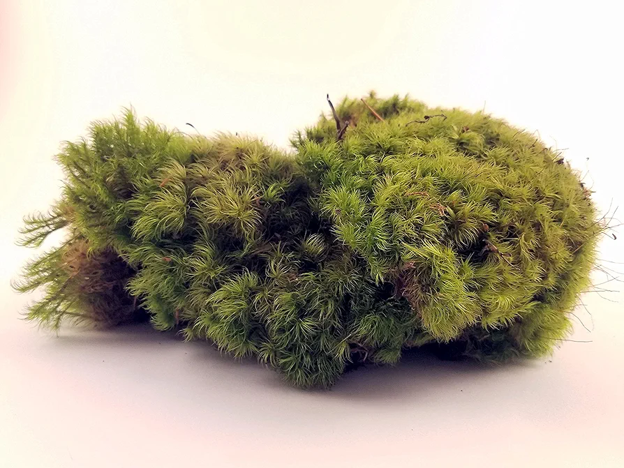 Fresh Mood Moss Perfect for Terrariums and Bonsai