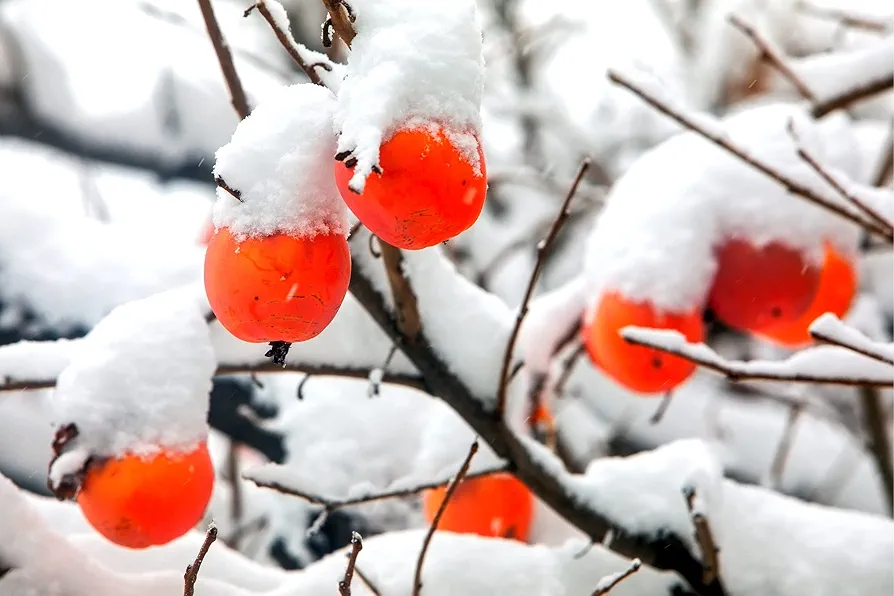 30 Date Plum Tree Seeds for Planting - Diospyros lotus