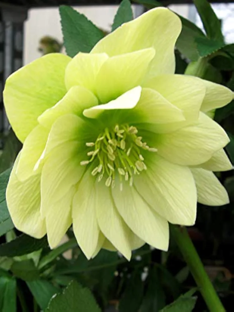 Perennial Farm Marketplace Helleborus x W.J. 'Golden Lotus' (Lenten Rose) Perennial, 1 Quart, Yellow Flowers