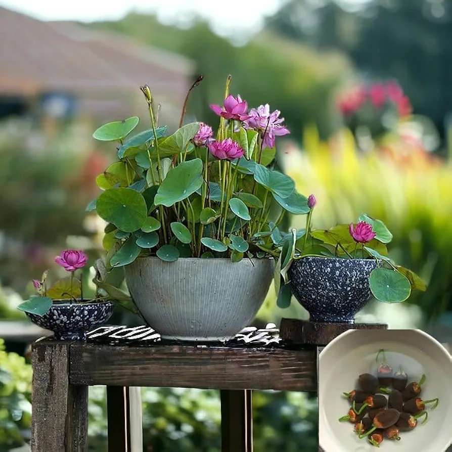 10Pcs Mixed Color Bonsai Bowl Lotus Live Plants - Pre-Sprouted Water Beauties for Indoor and Outdoor Pond Aquatic Settings