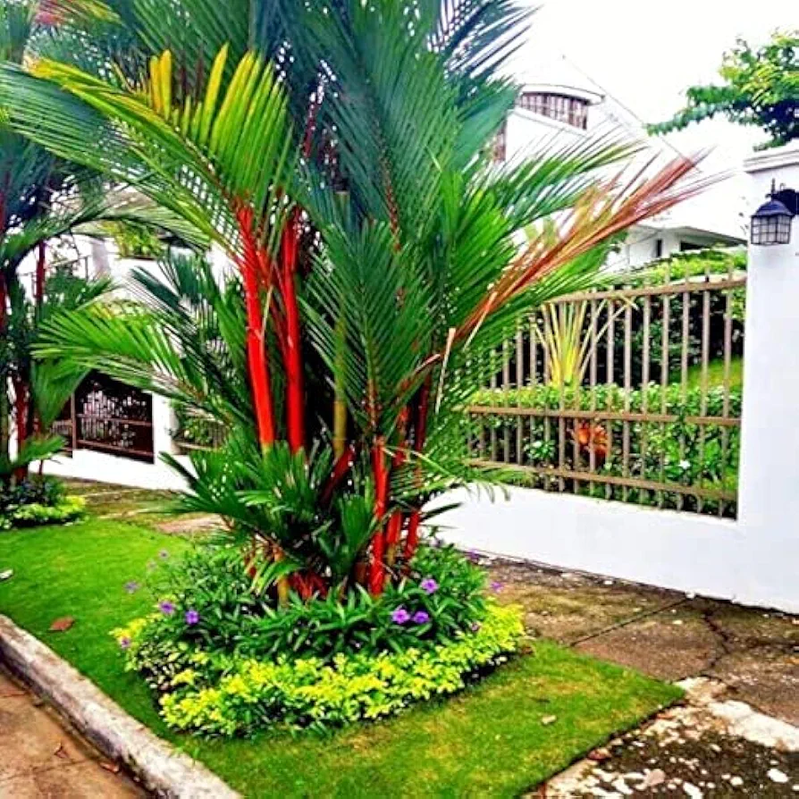 10 RED Sealing Wax "Lipstick" Palm Tree Seeds (Cyrtostachys Renda) House Plant