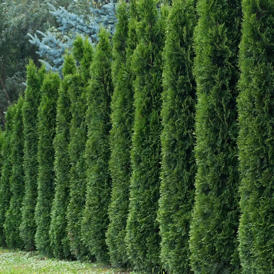 KVITER 50 Seeds Thuja occidentalis Bonsai Tree, White Cedar Arborvitae, Organic Fresh Live Plants for Home and Garden, Fall Tree, Natural, Moderate Watering