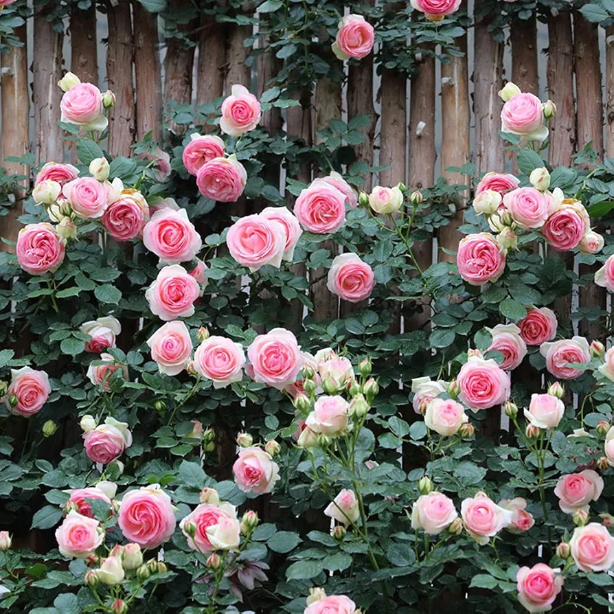 100pcs Pink Climbing Rose Vine Seeds - Amazing Growth and Beautiful Roses