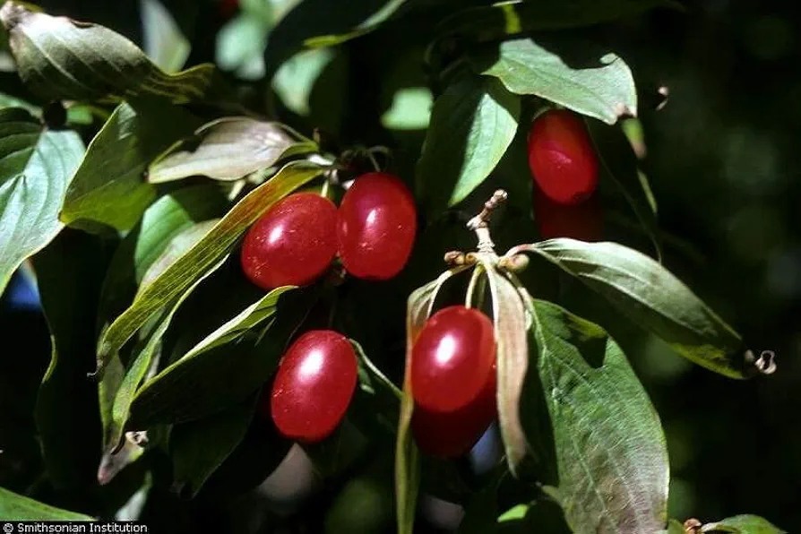 Cornelian Cherry Tree Seeds for Planting (30 Seeds) - Cornus mas