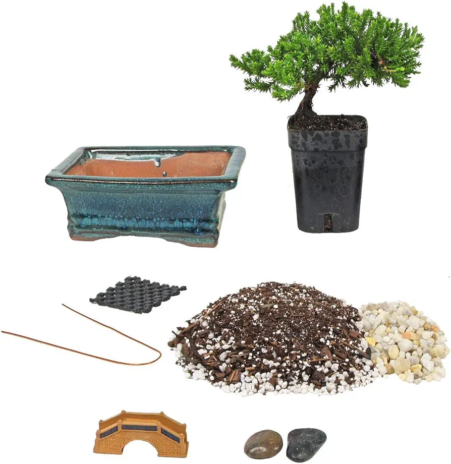 Eve's Bonsai Tree Starter Kit, Complete Do-It-Yourself Kit with 4 Year Old Japanese Juniper !!! Cannot Ship to CA California & HI Hawaii !!!