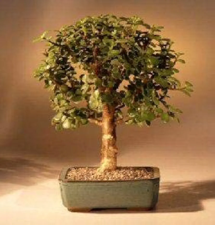 Bonsai Boy's Baby Jade Bonsai Tree Complete Starter Kit