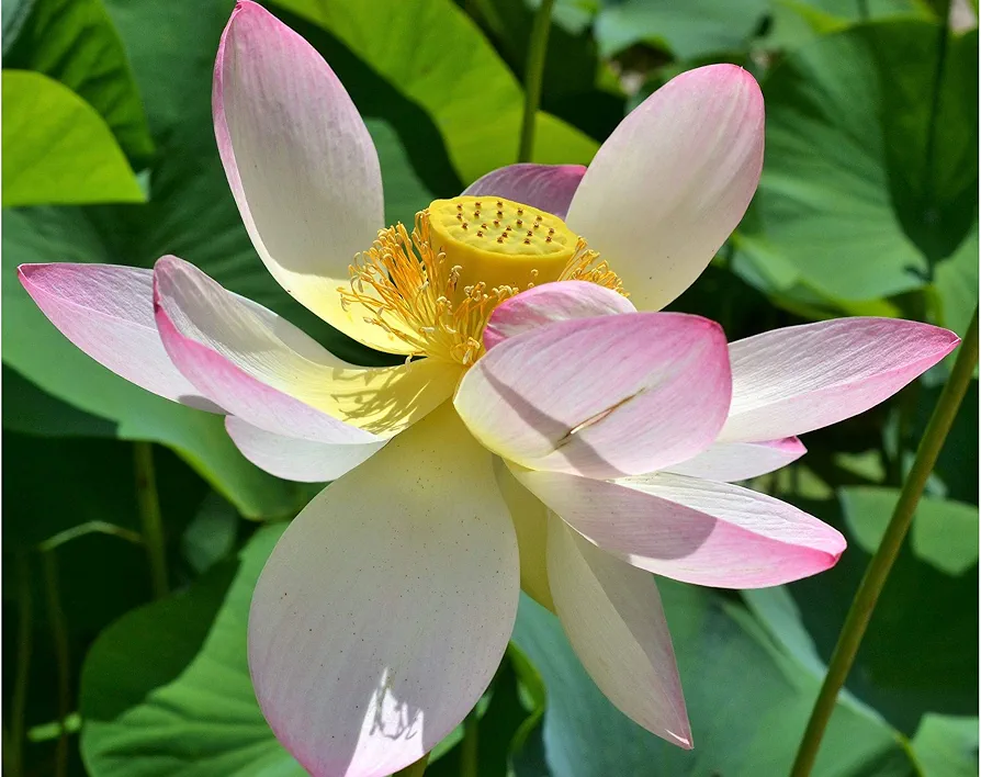 5 Seeds Wild Indian Lotus Stunning Pink Flowers Water Plant Dried Pods Look Like Watering cans & Used in Arrangements Nelumbo nucifera
