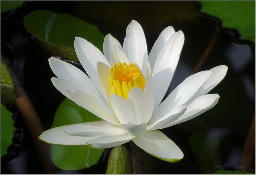 European White Water Lily Flower 10 Seeds Aquatic Plant Star Shape Flowers Ponds water features and Gardens White Lotus Nymphaea alba