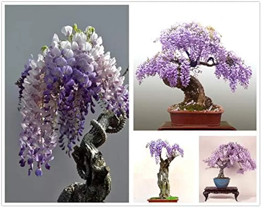 Chinese Wisteria Tree Seeds, Bonsai Seeds, Pack of 30 Bonsai Tree Seeds