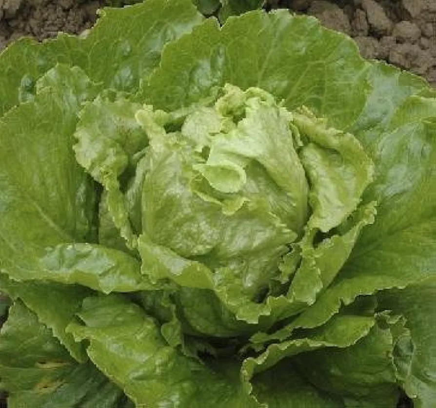Lettuce Lotus Green 500 Seeds