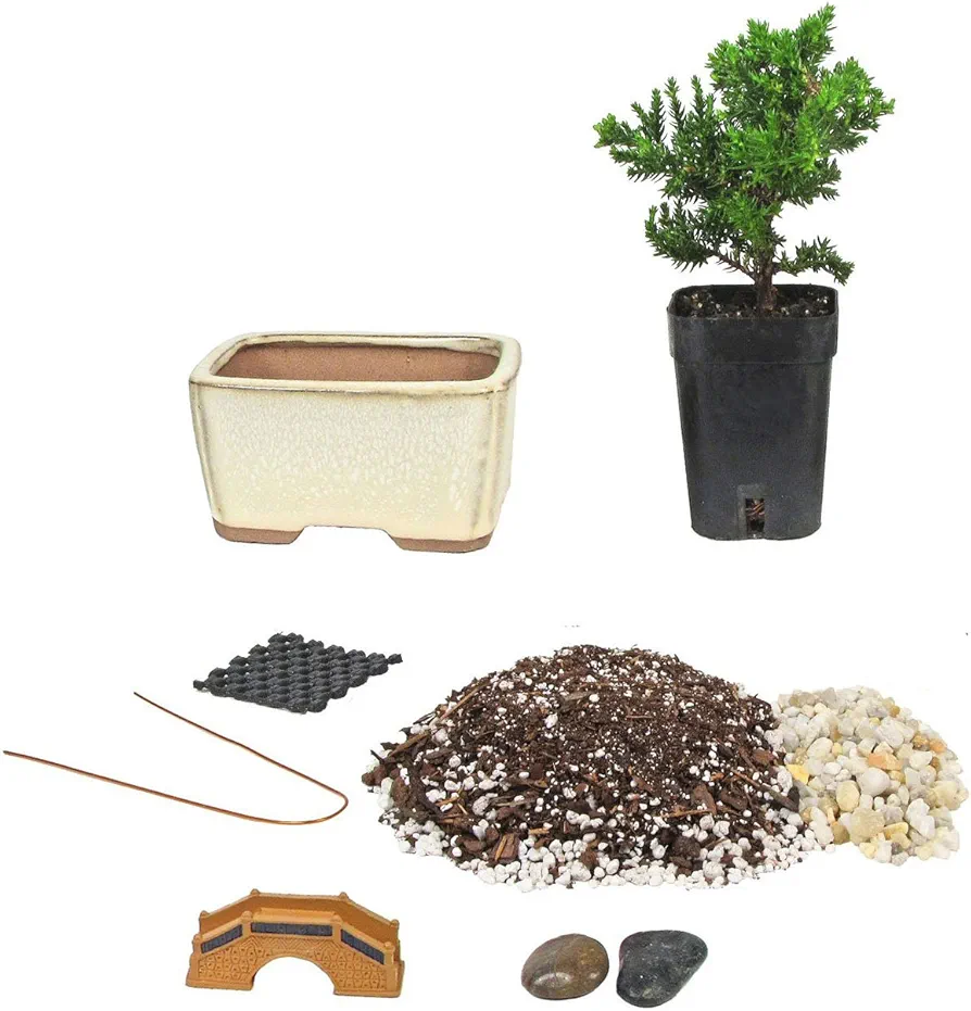 Eve's Bonsai Tree Starter Kit, Complete Do-It-Yourself Kit with 2 Year Old Japanese Juniper !!! Cannot Ship to CA California & HI Hawaii !!!