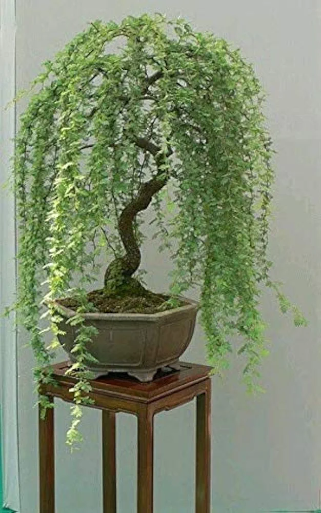 CZ Grain Bonsai Green Weeping Willow Tree Cutting - Thick Trunk Start, Dwarf Bonsai Material. Ships from Iowa, USA
