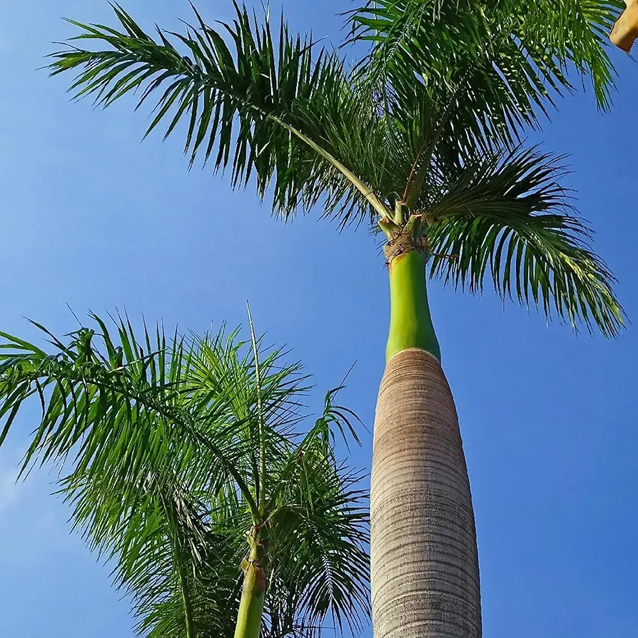 KVITER 20 Seeds Cuban Royal Palm Tree, Roystonea Regia, Ornamental Bonsai Tree, Purple Live Plants, Fall Tree, Full Sun, Moderate Watering - Trees Live Plants Outdoor