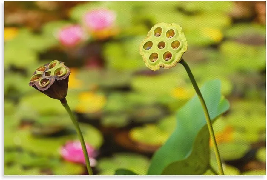 flechr Lotus Seed Pod Plant Lotus Seeds Seeds Faded Poster Cool Artworks Painting Wall Art Canvas Prints Hanging Picture Home Decor Posters Gift Idea 12x18inch(30x45cm)