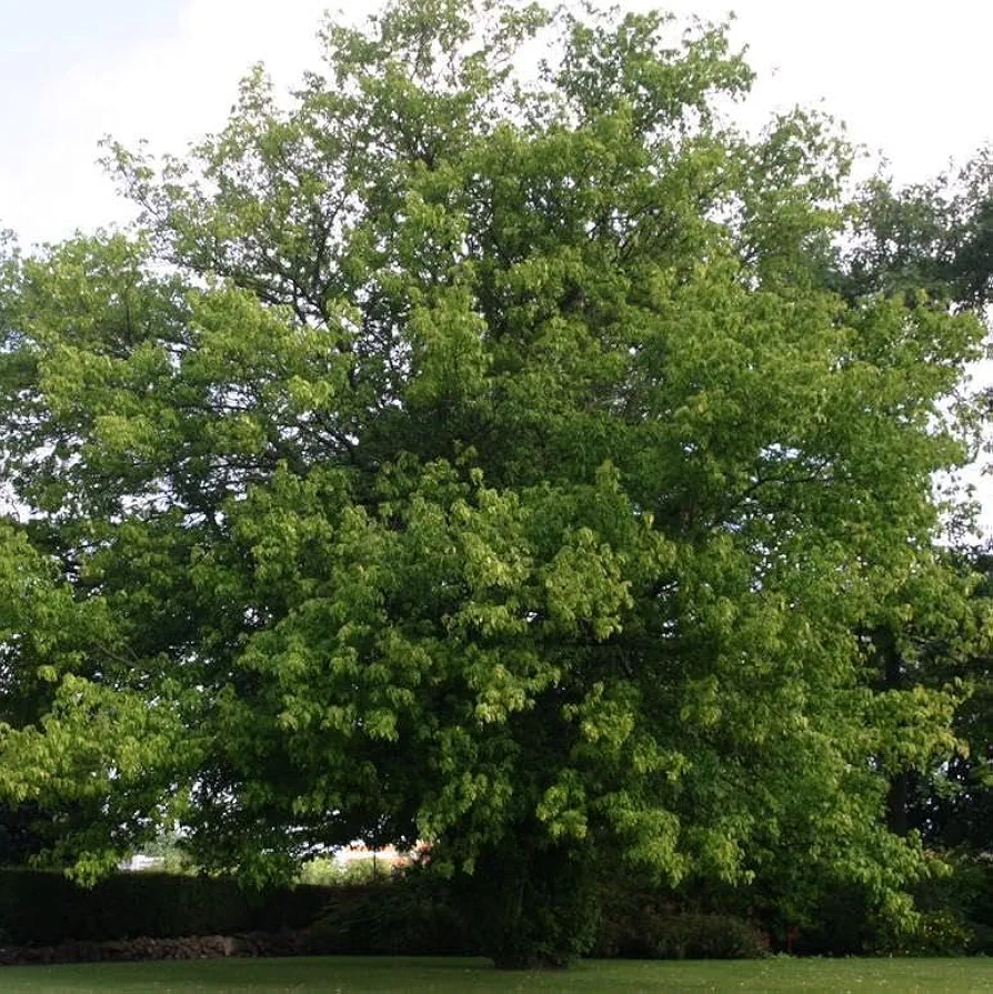 Boxelder Maple Tree Seedlings for Planting - No Ship to California (1 Seedling)