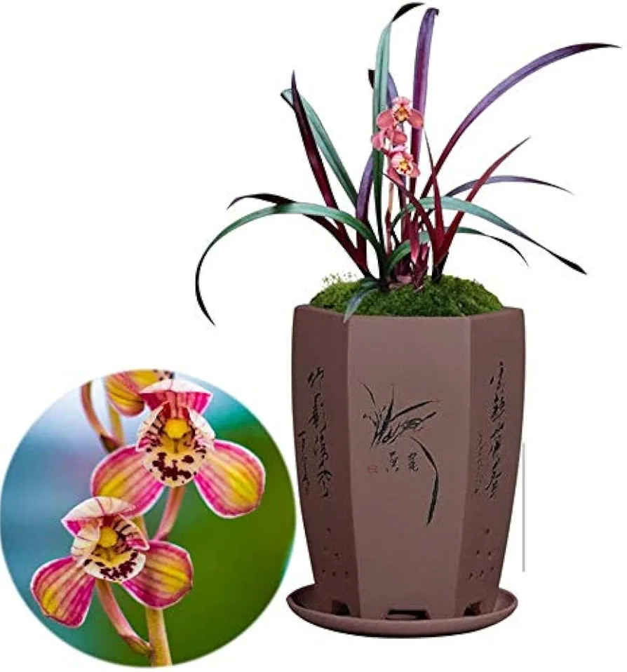 Noble Cymbidium Orchid Fragrant Flowers-Red Lotus(Shipped Without Flowers) 红草红荷