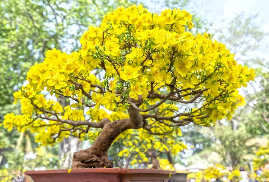 Apricot Bonsai Tree Seeds - 3 Large Seeds for Planting - Stunning Yellow Flowers and Fruit Bearing.