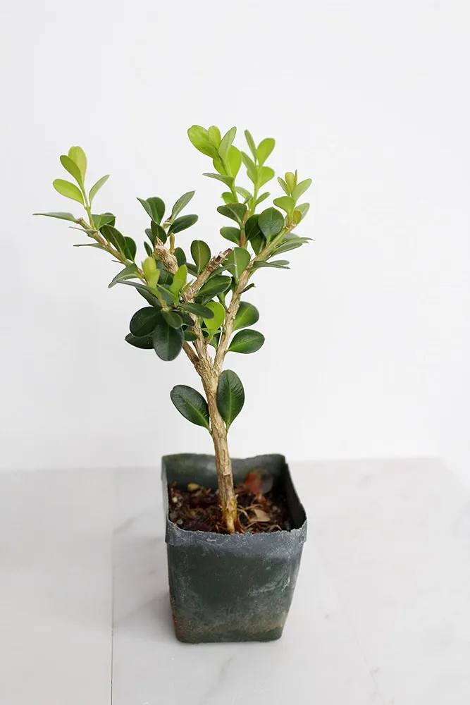 Mini Bonsai Tree Starter Gift, Winter Gem Boxwood Plant, Variegated Leaf Plant, Buxus Microphylla Boxleaf, Japanese Outdoor Garden, Green