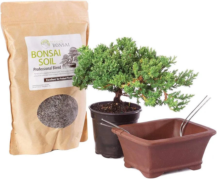 Brussel's Bonsai Live Green Mound Juniper Bonsai Outdoor Tree Gift Bundle - Small Juniper Tree - Bonsai Kit with Ceramic Bonsai Pot and Bonsai Soil