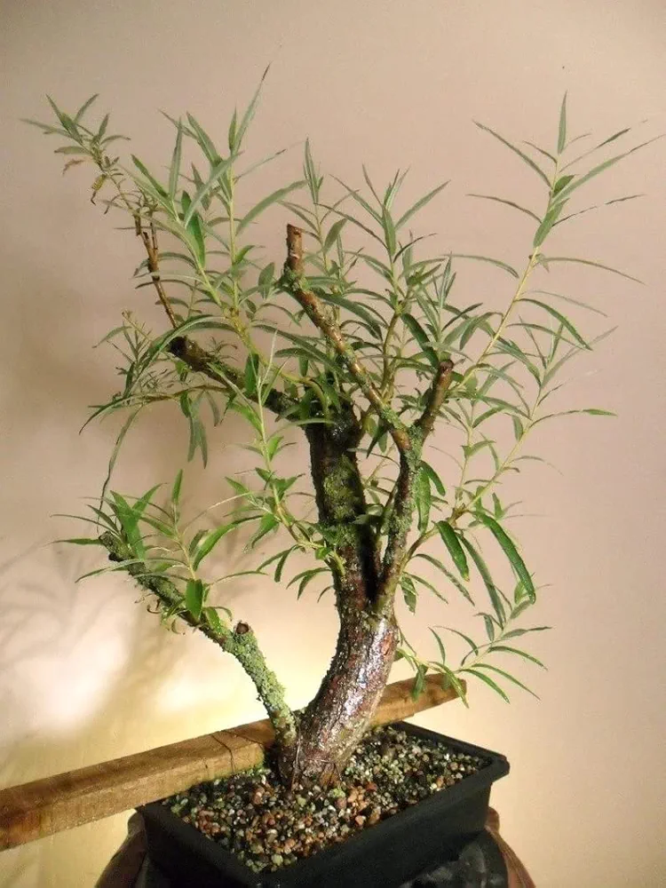 Live Dwarf White Willow Bonsai Tree - Fast Growing, Indoor/Outdoor Bonsai Material