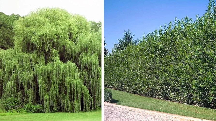 Kris's Combo - 2 Weeping Willow Trees and 2 Aussie Willow Trees - Easy to Grow for Landscaping, Shade or Privacy - Made in USA