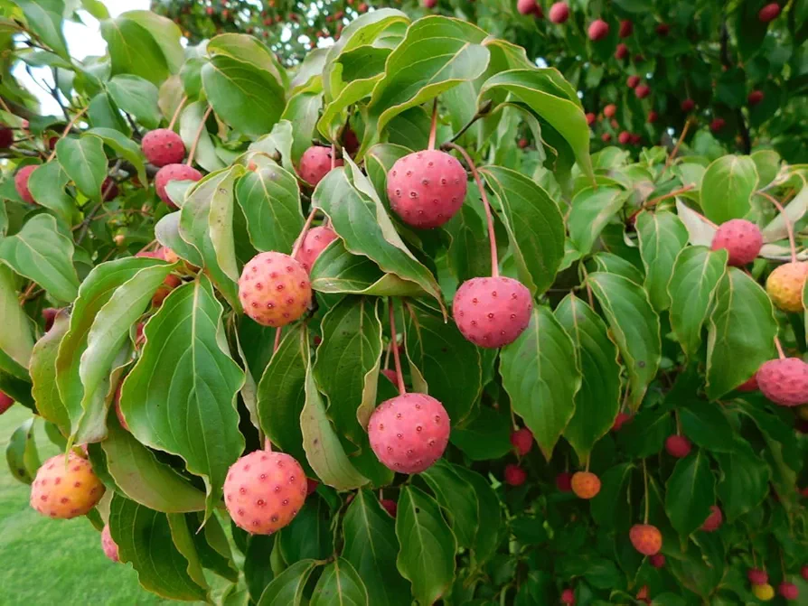 Kousa Dogwood Seeds for Planting - 30 Seeds - Cornus kousa
